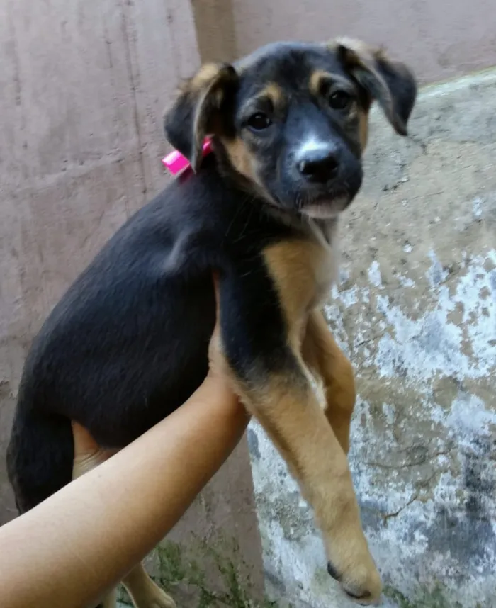 Cachorro ra a Srd idade 2 a 6 meses nome SOL