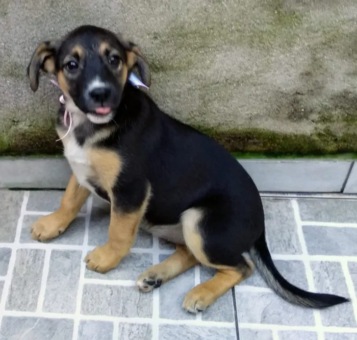 Cachorro ra a Srd idade 2 a 6 meses nome SOL