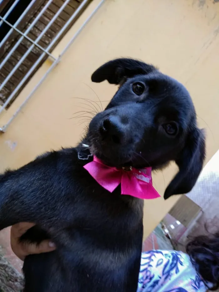 Cachorro ra a Srd idade 2 a 6 meses nome Nina