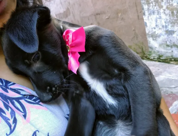 Cachorro ra a Srd idade 2 a 6 meses nome Nina
