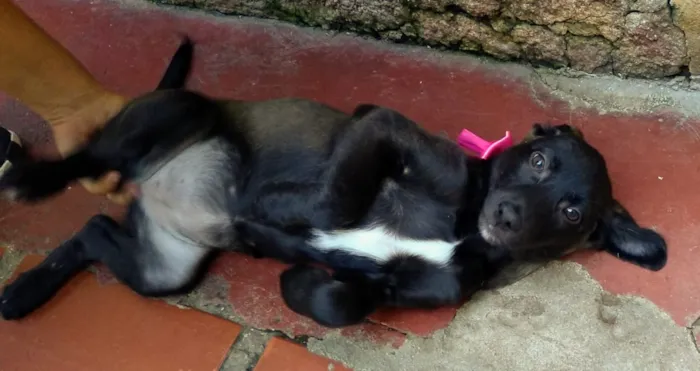 Cachorro ra a Srd idade 2 a 6 meses nome Nina