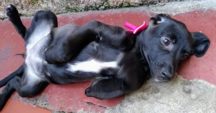 Cachorro ra a Srd idade 2 a 6 meses nome Nina