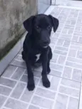 Puppy