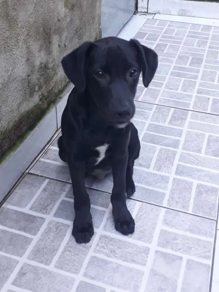 Cachorro ra a Srd idade 2 a 6 meses nome Puppy