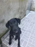 Puppy