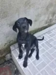 Puppy