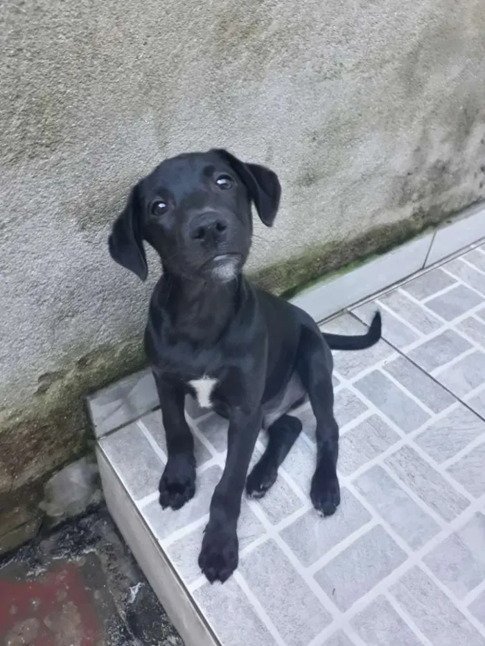 Cachorro ra a Srd idade 2 a 6 meses nome Puppy