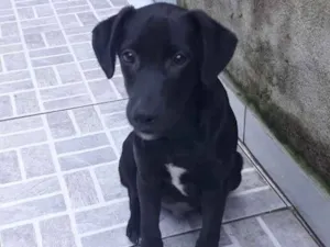Cachorro raça Srd idade 2 a 6 meses nome Puppy