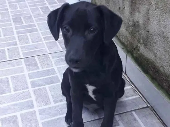 Cachorro ra a Srd idade 2 a 6 meses nome Puppy