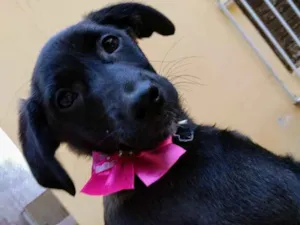 Cachorro raça Srd idade 2 a 6 meses nome Nina