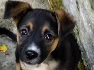 Cachorro raça Srd idade 2 a 6 meses nome SOL