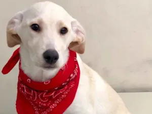 Cachorro raça Srd idade 2 a 6 meses nome Max