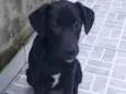 Puppy