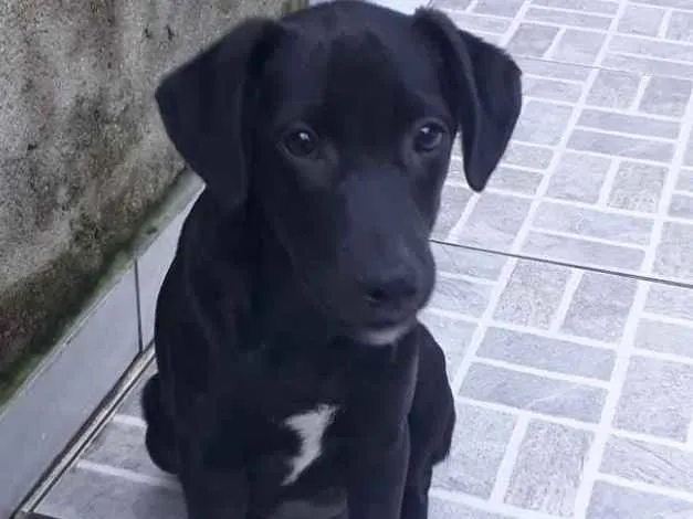 Cachorro ra a Srd idade 2 a 6 meses nome Puppy