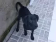 Puppy