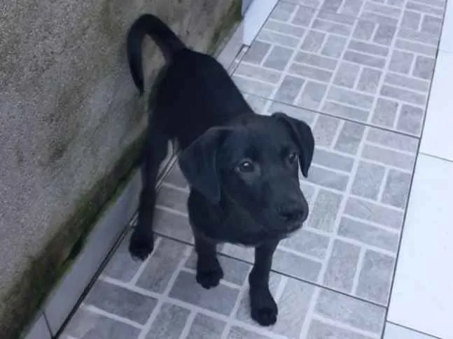 Cachorro ra a Srd idade 2 a 6 meses nome Puppy