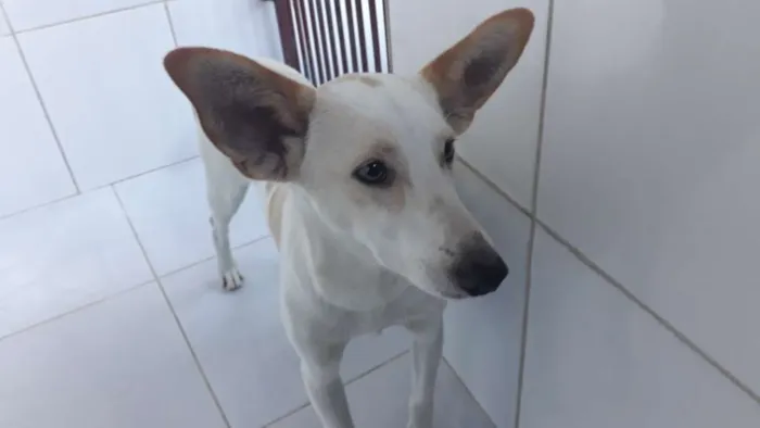 Cachorro ra a Srd idade 2 anos nome Bello