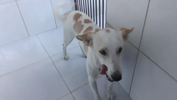 Cachorro ra a Srd idade 2 anos nome Bello