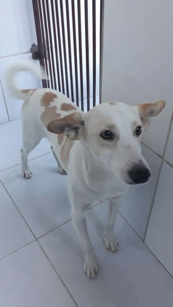 Cachorro ra a Srd idade 2 anos nome Bello