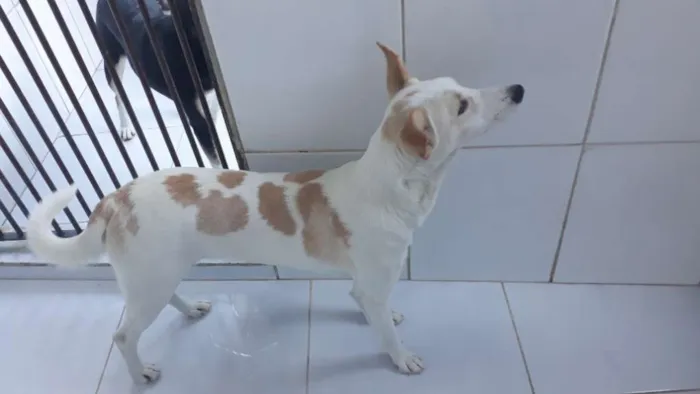 Cachorro ra a Srd idade 2 anos nome Bello