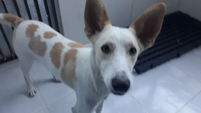 Cachorro ra a Srd idade 2 anos nome Bello