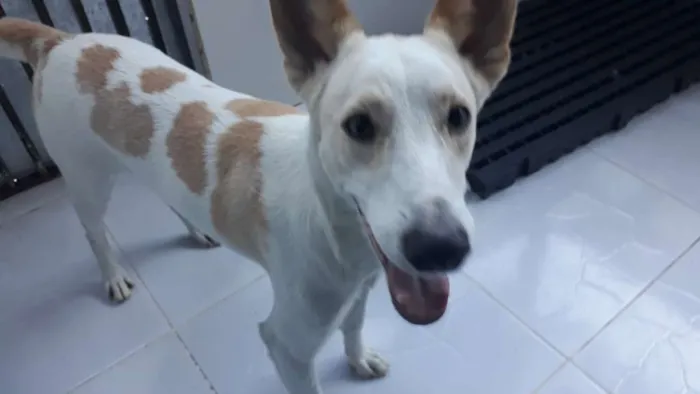 Cachorro ra a Srd idade 2 anos nome Bello