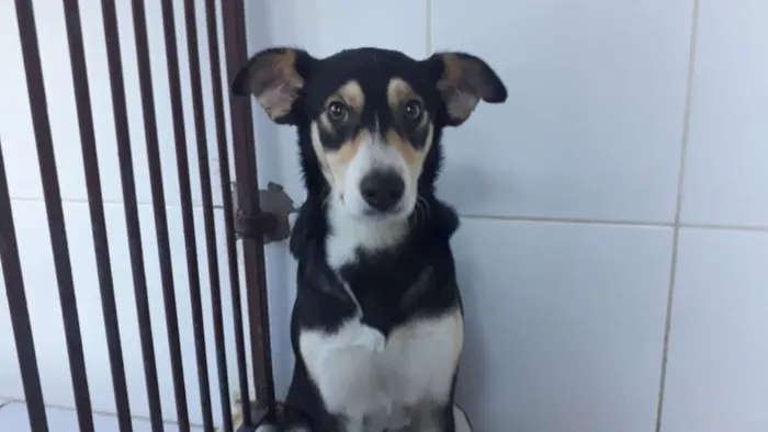 Cachorro ra a Srd idade 2 anos nome Linda