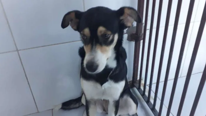 Cachorro ra a Srd idade 2 anos nome Linda