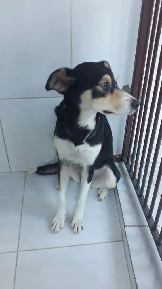 Cachorro ra a Srd idade 2 anos nome Linda