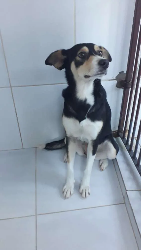Cachorro ra a Srd idade 2 anos nome Linda