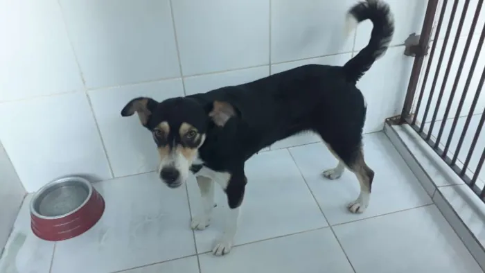 Cachorro ra a Srd idade 2 anos nome Linda