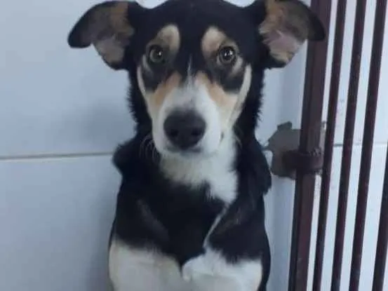 Cachorro ra a Srd idade 2 anos nome Linda