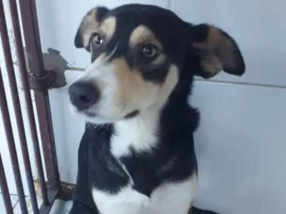 Cachorro ra a Srd idade 2 anos nome Linda
