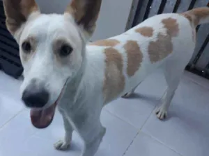 Cachorro raça Srd idade 2 anos nome Bello