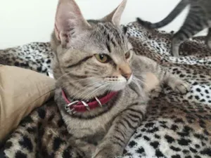 Gato raça Srd idade 2 a 6 meses nome Melinda