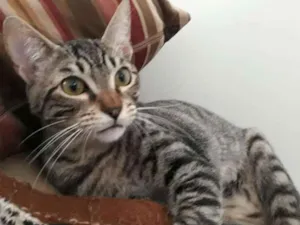 Gato raça Srd idade 2 a 6 meses nome Guto