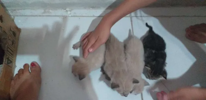 Gato ra a Não sei idade Abaixo de 2 meses nome Sem nome (20 dias)