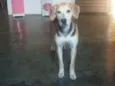 Amora 