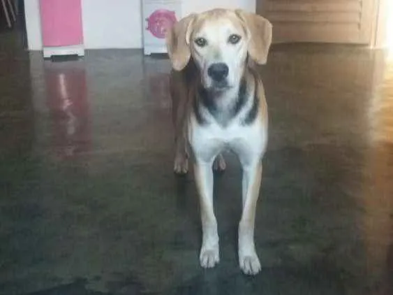 Cachorro ra a Vira-lata idade 1 ano nome Amora 