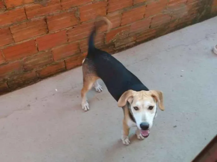 Cachorro ra a Vira-lata idade 1 ano nome Amora 