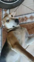 Amora 