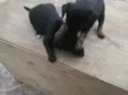 Pimpolhos 