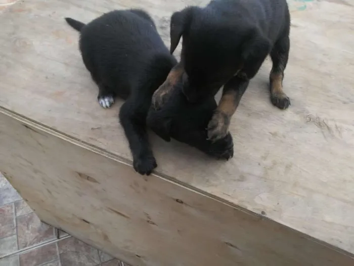 Cachorro ra a SRD idade Abaixo de 2 meses nome Pimpolhos 