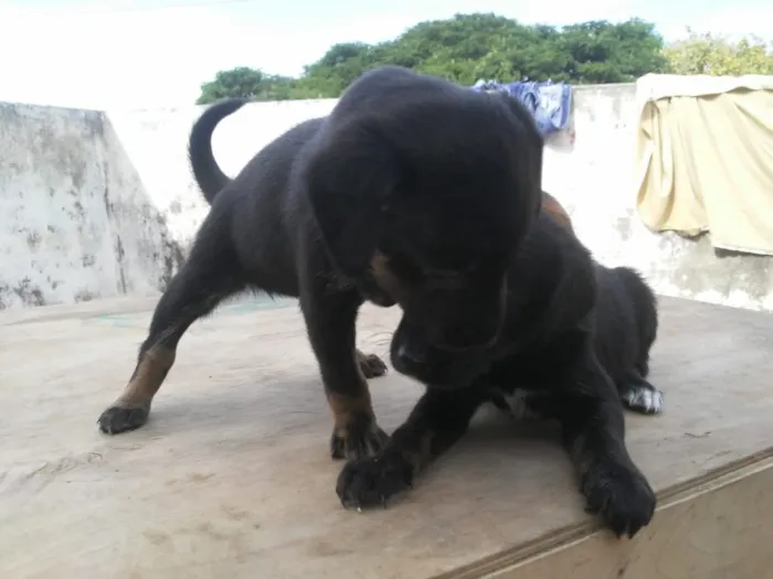 Cachorro ra a SRD idade Abaixo de 2 meses nome Pimpolhos 