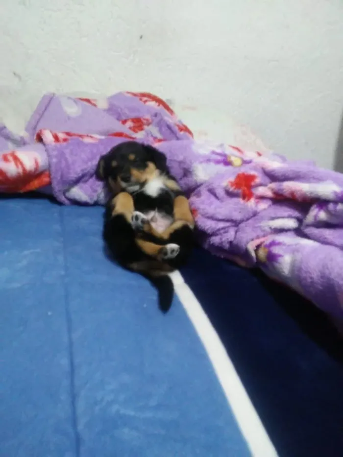 Cachorro ra a SRD idade Abaixo de 2 meses nome Pimpolhos 