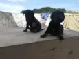 Pimpolhos 