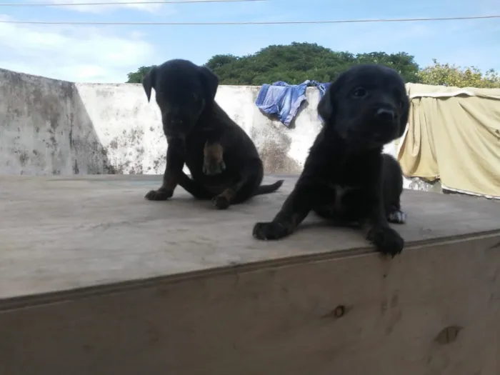 Cachorro ra a SRD idade Abaixo de 2 meses nome Pimpolhos 