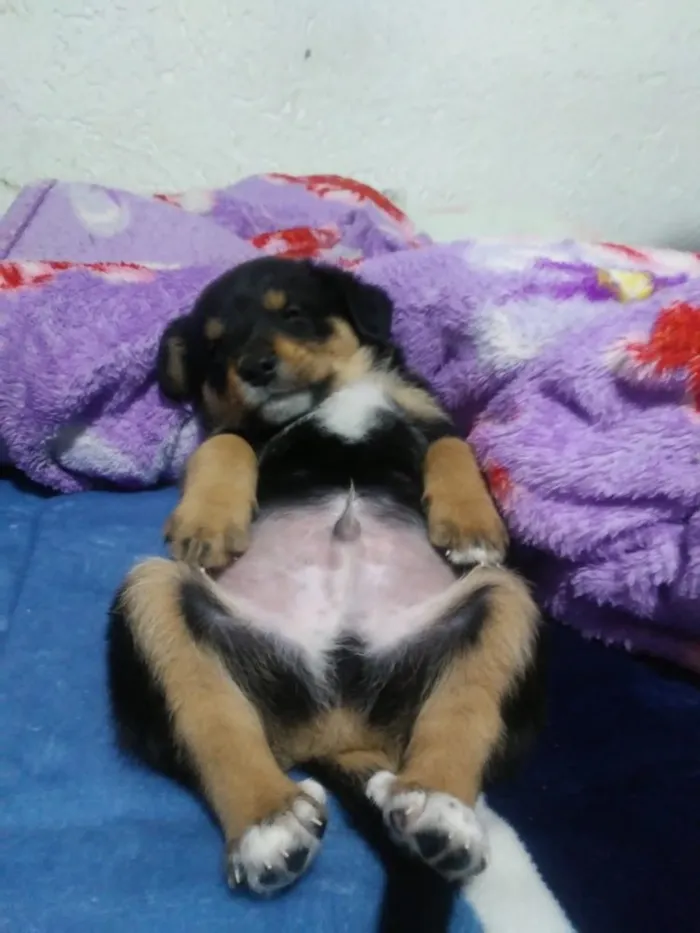 Cachorro ra a SRD idade Abaixo de 2 meses nome Pimpolhos 