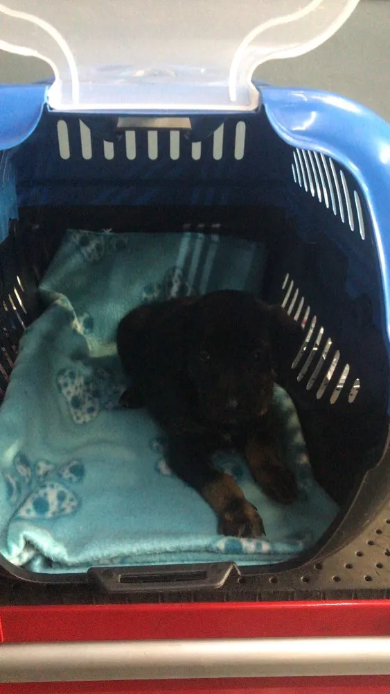 Cachorro ra a SRD idade Abaixo de 2 meses nome Pimpolhos 