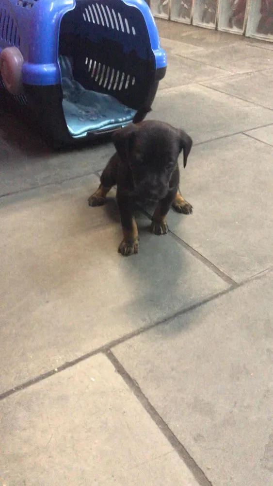 Cachorro ra a SRD idade Abaixo de 2 meses nome Pimpolhos 
